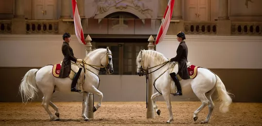 Cavalli&#x20;lipizzani&#x20;bianchi&#x20;alla&#x20;Scuola&#x20;di&#x20;equitazione&#x20;spagnola&#x20;di&#x20;Vienna