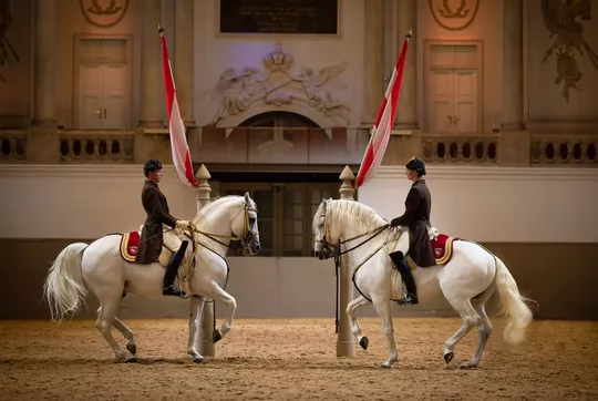 Chevaux&#x20;lipizzans&#x20;blancs&#x20;&#x00E0;&#x20;l&#x27;&#x00E9;cole&#x20;espagnole&#x20;d&#x27;&#x00E9;quitation&#x20;de&#x20;Vienne