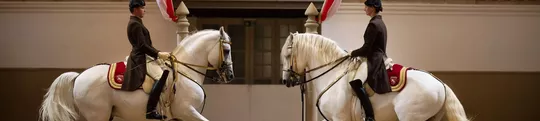 Chevaux&#x20;lipizzans&#x20;blancs&#x20;&#x00E0;&#x20;l&#x27;&#x00E9;cole&#x20;espagnole&#x20;d&#x27;&#x00E9;quitation&#x20;de&#x20;Vienne