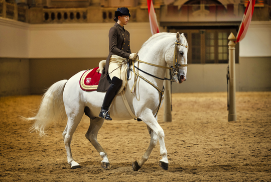 Spectacle&#x20;de&#x20;lipizzans&#x20;&#x00A9;&#x20;&#x28;c&#x29;SRS-Rene&#x20;van&#x20;Bakel